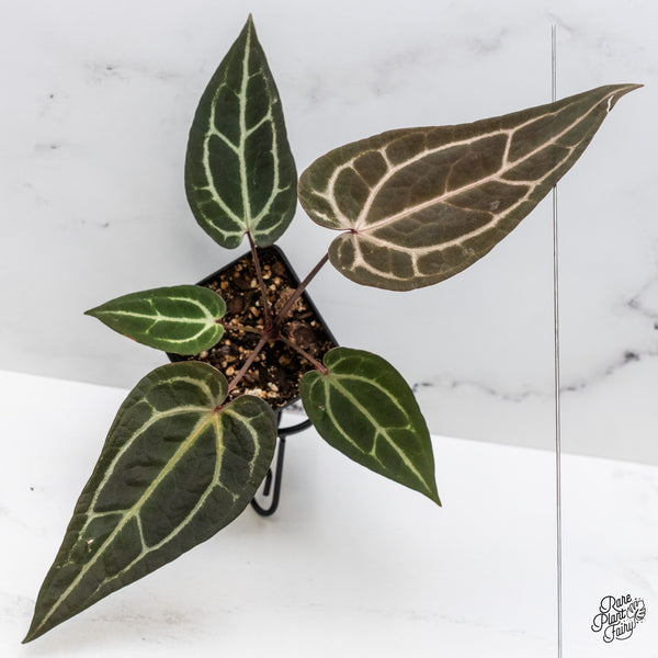 Anthurium Red Velvet Cake '24' x Zara '29' by DocBlock® (wk46-R)