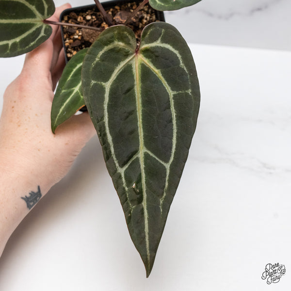 Anthurium Red Velvet Cake '24' x Zara '29' by DocBlock® (wk46-R)