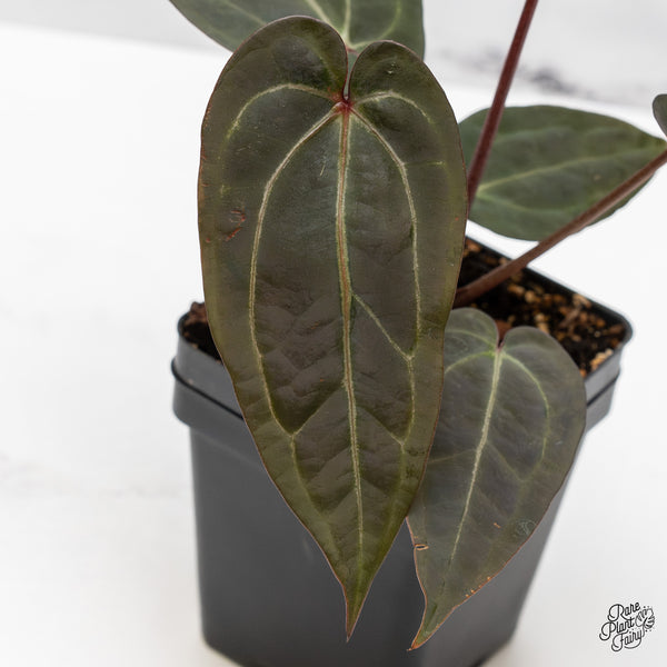 Anthurium Red Velvet Cake '24' x Zara '29' by DocBlock® (wk47-K)