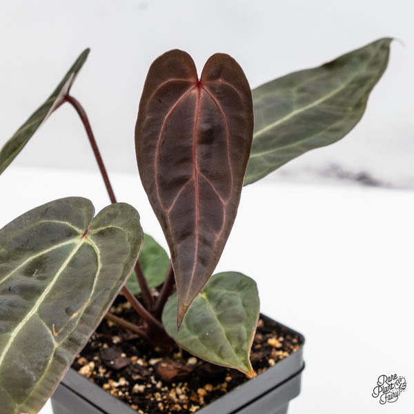 Anthurium Red Velvet Cake '24' x Zara '29' by DocBlock® (wk47-K)