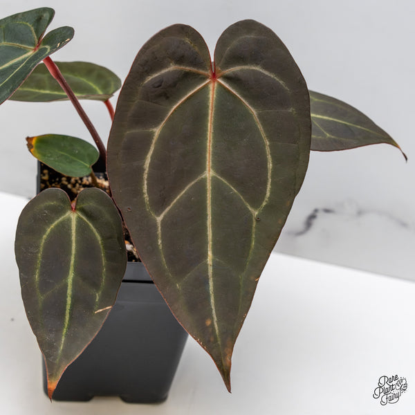 Anthurium Red Velvet Cake '24' x Zara '29' by DocBlock® (wk47-Q)