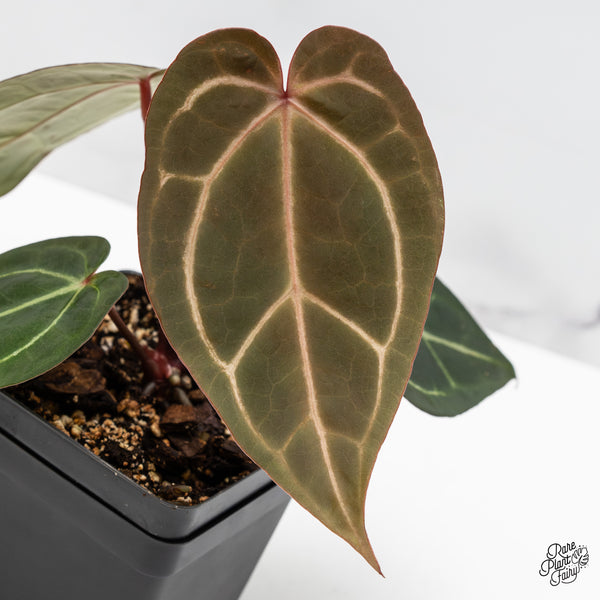 Anthurium Red Velvet Cake '24' x Zara '29' by DocBlock® (wk47-Y)