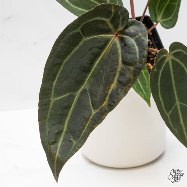 Anthurium Red Velvet Cake '24' x Zara '29' by DocBlock® Variegated (wk48-UL)