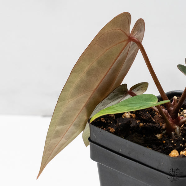 Anthurium Red Velvet Cake '24' x Zara '29' by DocBlock® (wk48-Z)