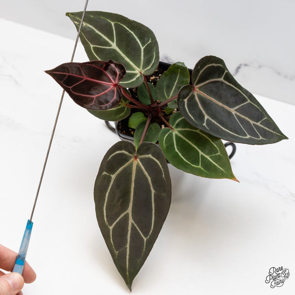 Anthurium Red Velvet Cake '24' x Zara '29' by DocBlock® (wk49-P)