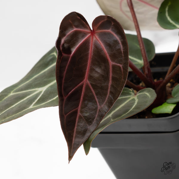 Anthurium Red Velvet Cake '24' x Zara '29' by DocBlock® (wk49-P)