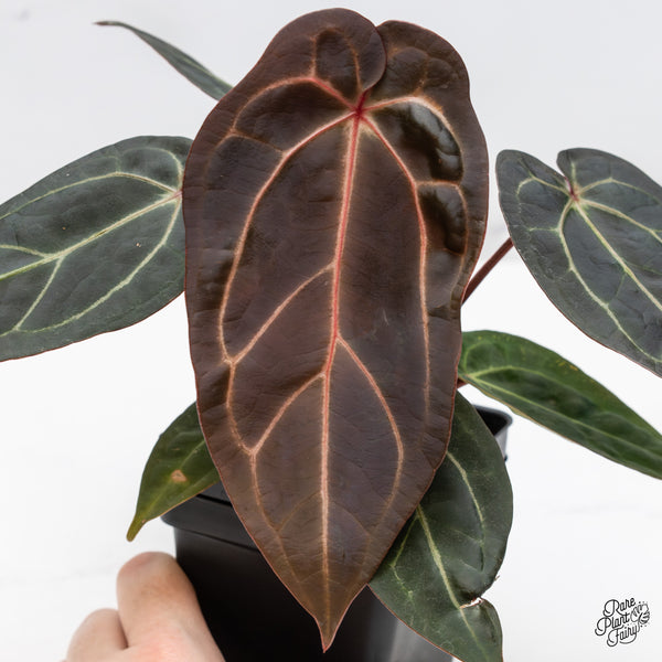 Anthurium Red Velvet Cake '24' x Zara '29' by DocBlock® (wk50-A)