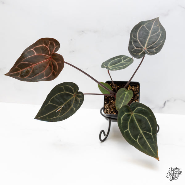 Anthurium Red Velvet Cake '24' x Zara '29' by DocBlock® (wk50-I)