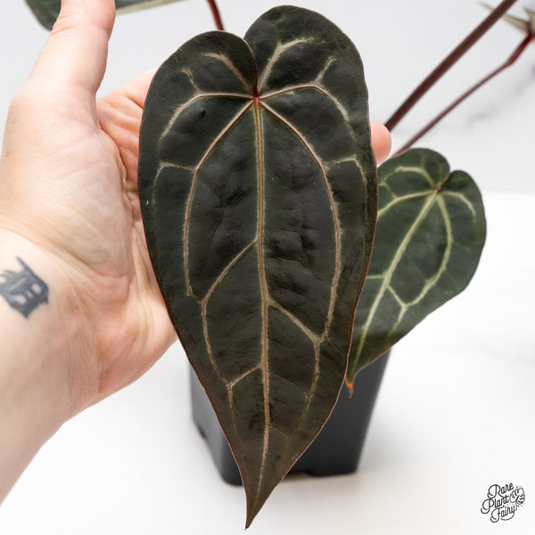 Anthurium Red Velvet Cake '24' x Zara '29' by DocBlock® (wk50-I)