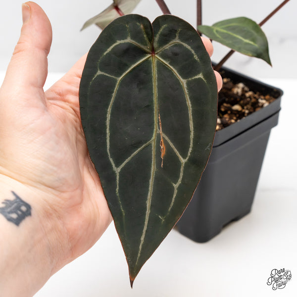 Anthurium Red Velvet Cake '24' x Zara '29' by DocBlock® (wk50-I)