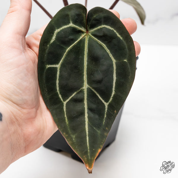 Anthurium Red Velvet Cake '24' x Zara '29' by DocBlock® (wk50-I)