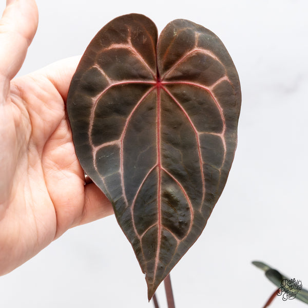 Anthurium Red Velvet Cake '24' x Zara '29' by DocBlock® (wk50-I)