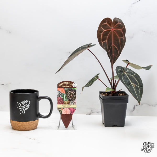 Anthurium Red Velvet Cake '24' x Zara '29' by DocBlock® (wk50-I)