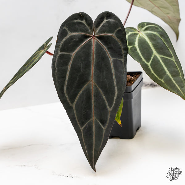 Anthurium Red Velvet Cake '24' x Zara '29' by DocBlock® (wk50-N)