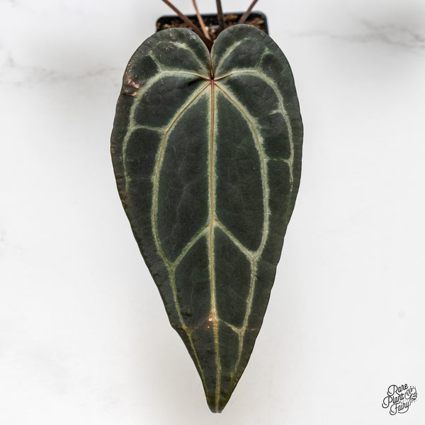 Anthurium Red Velvet Cake '24' x Zara '29' by DocBlock® (wk50-N)