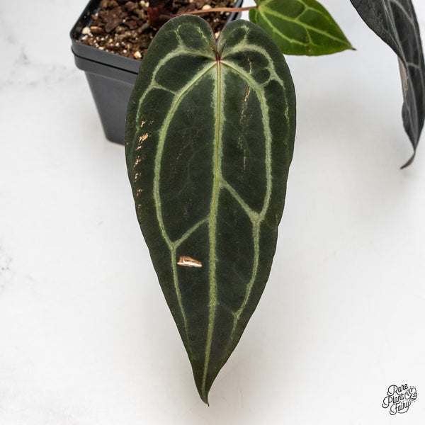 Anthurium Red Velvet Cake '24' x Zara '29' by DocBlock® (wk50-N)