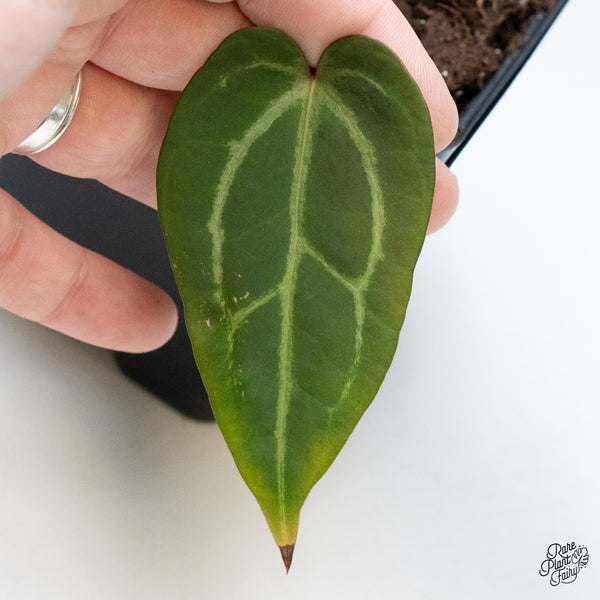 Anthurium Red Velvet Cake '24' x Zara '29' by DocBlock® (wk50-N)