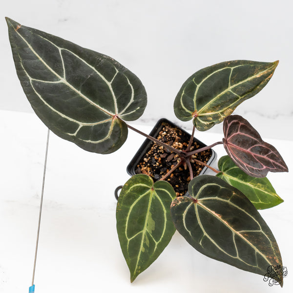 Variegated Anthurium Red Velvet Cake '24' x Zara '29' by DocBlock® (wk50-UK)