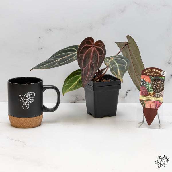 Variegated Anthurium Red Velvet Cake '24' x Zara '29' by DocBlock® (wk50-UK)