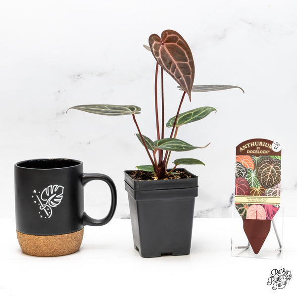 Anthurium Red Velvet Cake '24' x Zara '29' by DocBlock® (wk50-U)