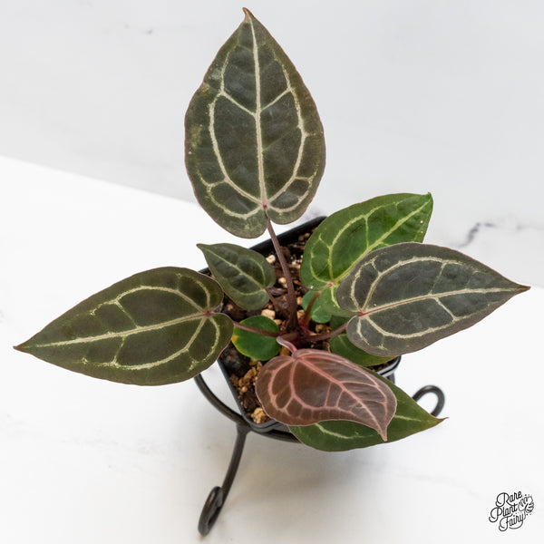 Anthurium Red Velvet Cake '24' x Zara '29' by DocBlock® (wk50-U)