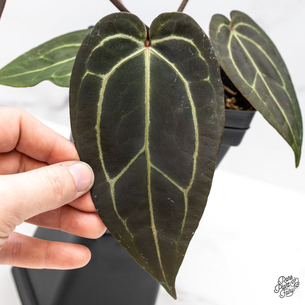 Anthurium Red Velvet Cake '24' x Zara '29' by DocBlock® (wk46-V)