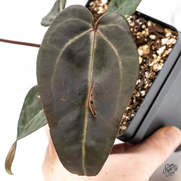 Anthurium Red Velvet Cake '24' x Red Velvet Cake '24' by DocBlock® (wk50-E)