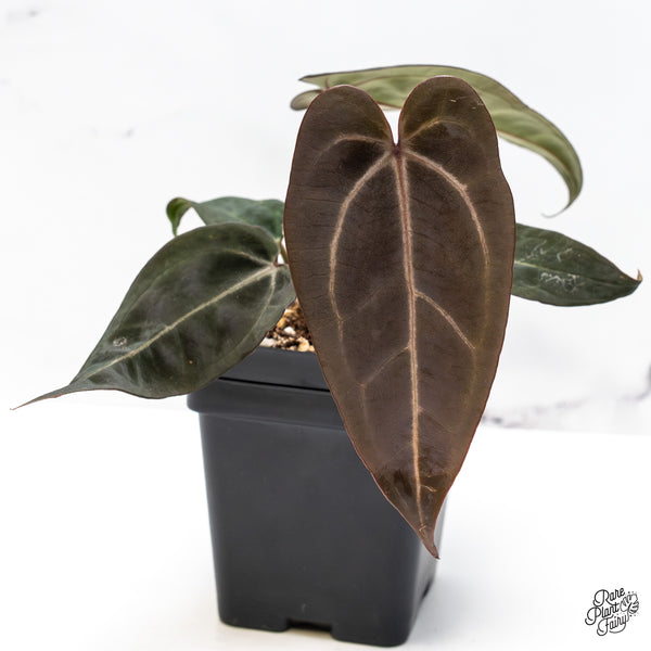 Anthurium Red Velvet Cake '24' x Red Velvet Cake '24' by DocBlock® (wk50-E)