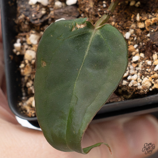 Anthurium Red Velvet Cake '24' x Red Velvet Cake '24' by DocBlock® (wk50-E)