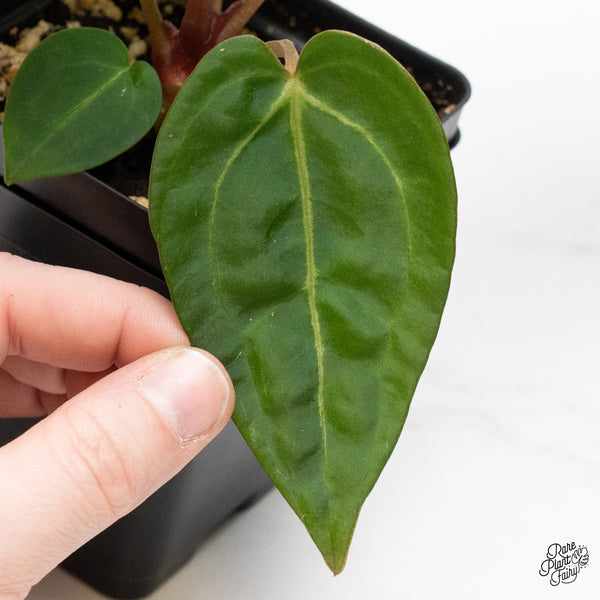 Anthurium Zara '29' x Dark & Handsome '9' by DocBlock® (wk48-Q)