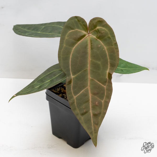 Anthurium Zara '29' x Dark & Handsome '9' by DocBlock® (wk48-Q)