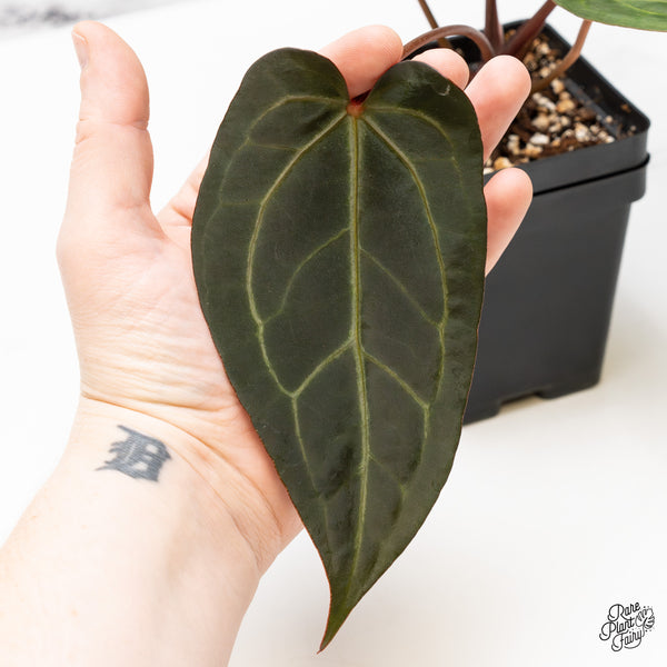 Anthurium Zara '29' x Dark & Handsome '9' by DocBlock® (wk49-F)