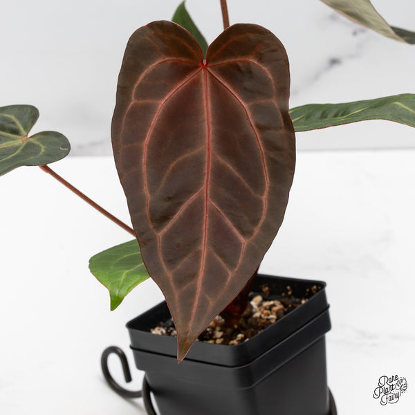 Anthurium Zara '29' x Dark & Handsome '9' by DocBlock® (wk49-F)