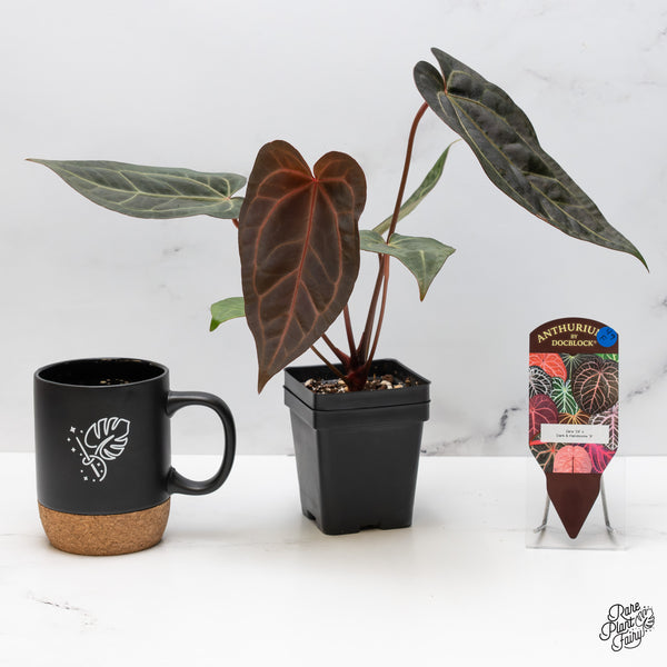 Anthurium Zara '29' x Dark & Handsome '9' by DocBlock® (wk49-F)