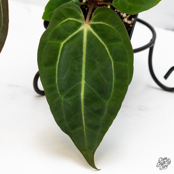 Anthurium Zara '29' x Dark & Handsome '9' by DocBlock® (wk49-X)