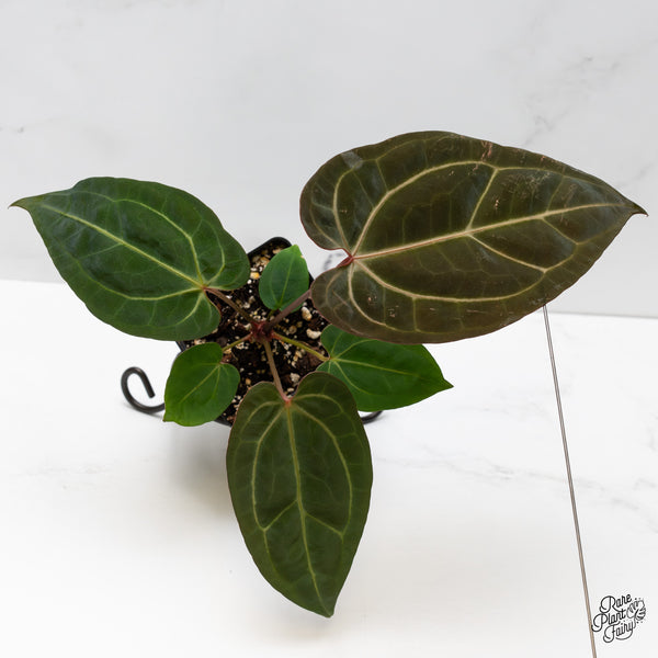 Anthurium Zara '29' x Dark & Handsome '9' by DocBlock® (wk49-X)