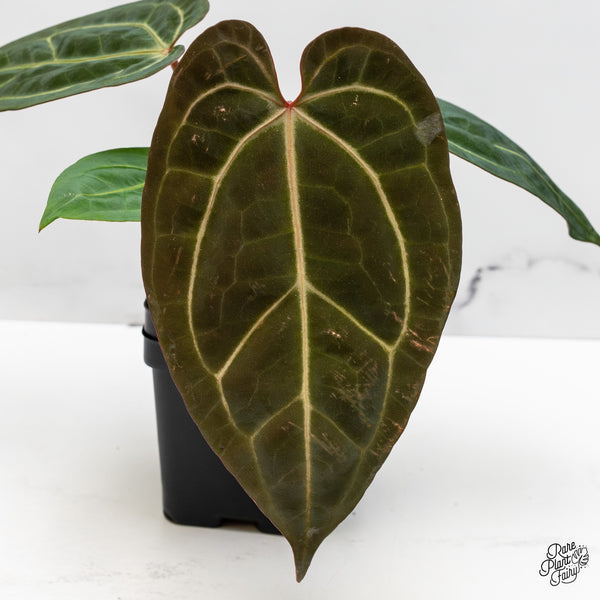 Anthurium Zara '29' x Dark & Handsome '9' by DocBlock® (wk49-X)