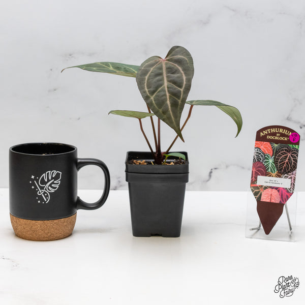 Anthurium Zara '29' x Dark & Handsome '9' by DocBlock® (wk48-R)