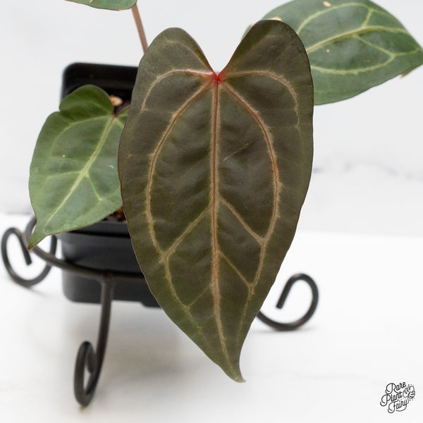 Anthurium Zara '29' x Dark & Handsome '9' by DocBlock® (wk48-R)