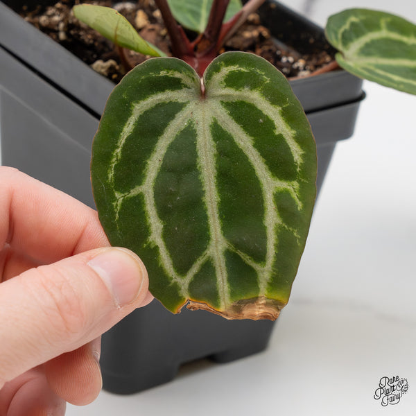 Anthurium Michelle Hot Pink '23' x Zara '14' by DocBlock® (wk52-F)