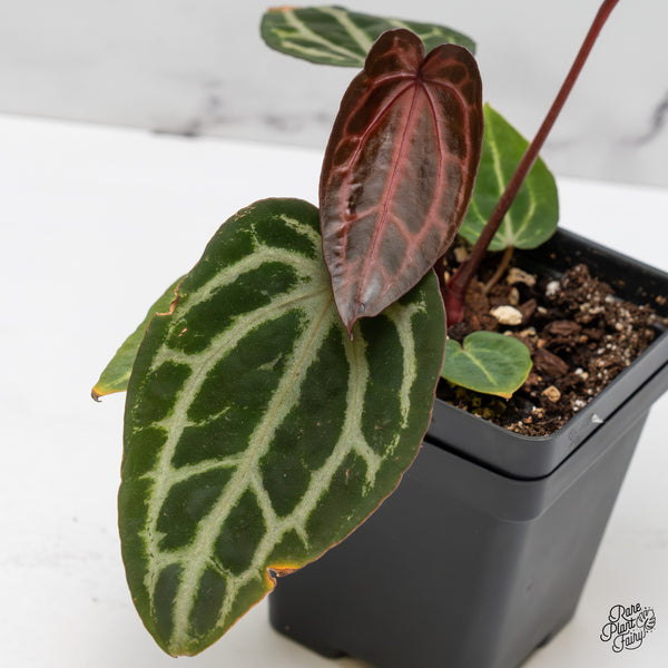 Anthurium Michelle Hot Pink '23' x Zara '14' by DocBlock® (wk52-F)