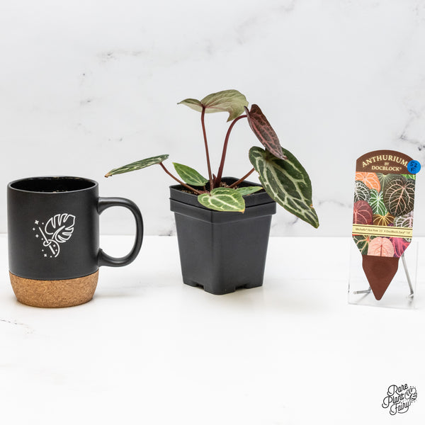 Anthurium Michelle Hot Pink '23' x Zara '14' by DocBlock® (wk52-F)