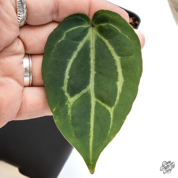 Anthurium F2 x Carlablackiae  by DocBlock® (wk6-AA)