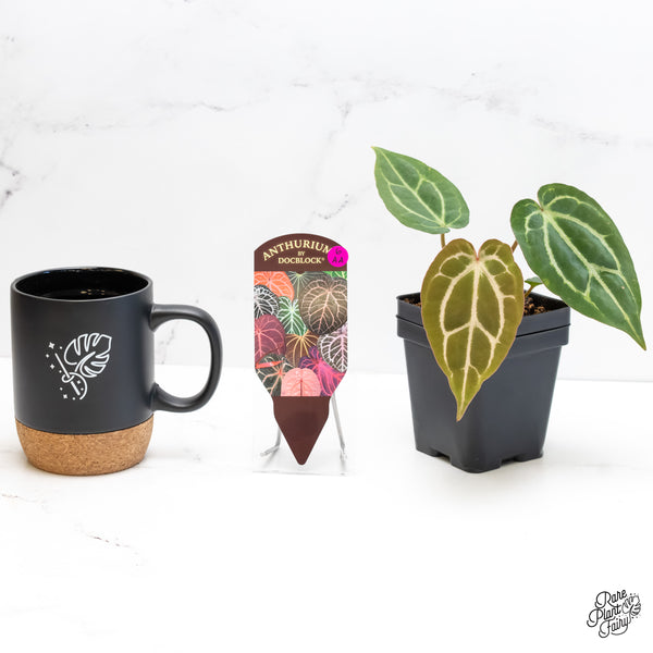 Anthurium F2 x Carlablackiae  by DocBlock® (wk6-AA)