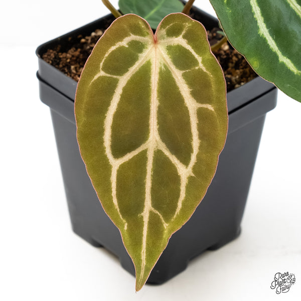 Anthurium F2 x Carlablackiae  by DocBlock® (wk6-AA)