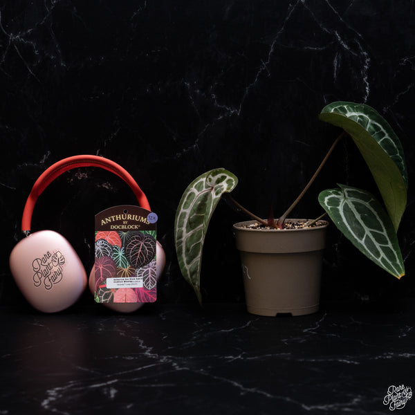 Anthurium Minerva '20' x Michelle Long '22' by DocBlock® *Pink Vein Emergent* (wk32-H)