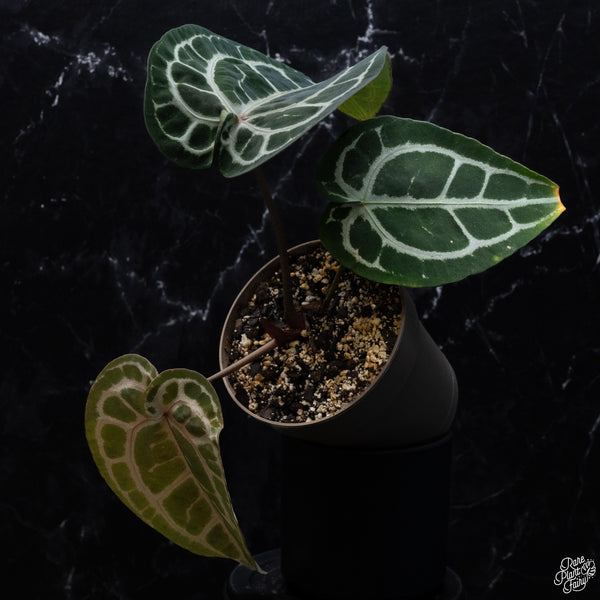 Anthurium Minerva '20' x Michelle Long '22' by DocBlock® *Pink Vein Emergent* (wk32-H)