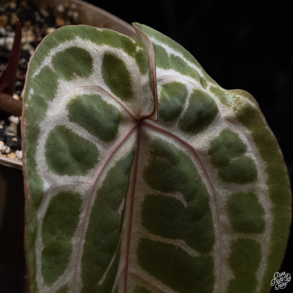 Anthurium Minerva '20' x Michelle Long '22' by DocBlock® *Pink Vein Emergent* (wk32-H)
