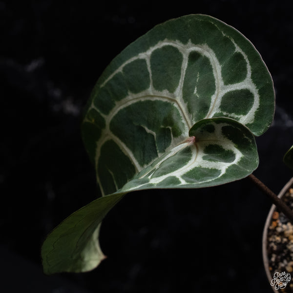 Anthurium Minerva '20' x Michelle Long '22' by DocBlock® *Pink Vein Emergent* (wk32-H)