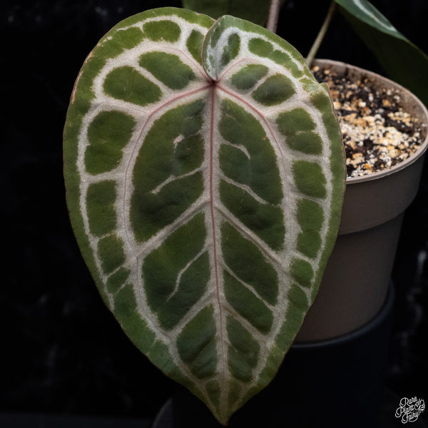 Anthurium Minerva '20' x Michelle Long '22' by DocBlock® *Pink Vein Emergent* (wk32-H)